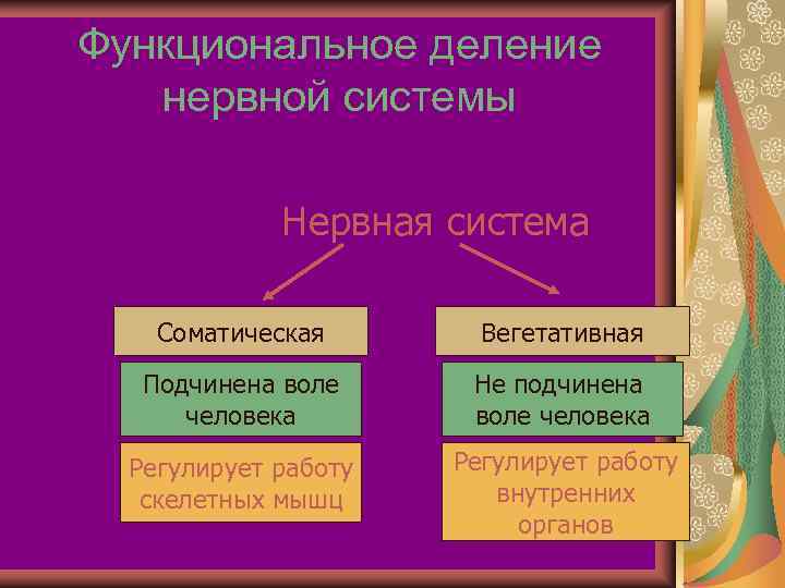 Функциональное деление  нервной системы    Нервная система Соматическая  Вегетативная 