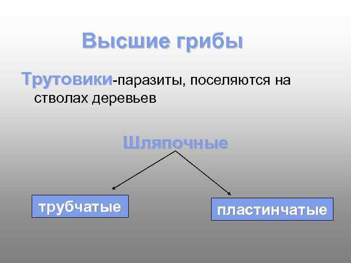   Высшие грибы Трутовики-паразиты, поселяются на стволах деревьев   Шляпочные трубчатые 