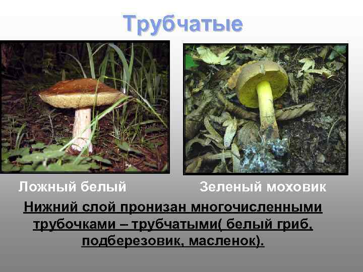   Трубчатые Ложный белый  Зеленый моховик Нижний слой пронизан многочисленными  трубочками