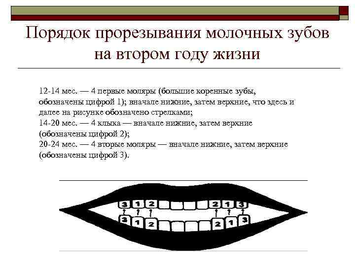 Порядок прорезывания молочных зубов   на втором году жизни 12 -14 мес. —