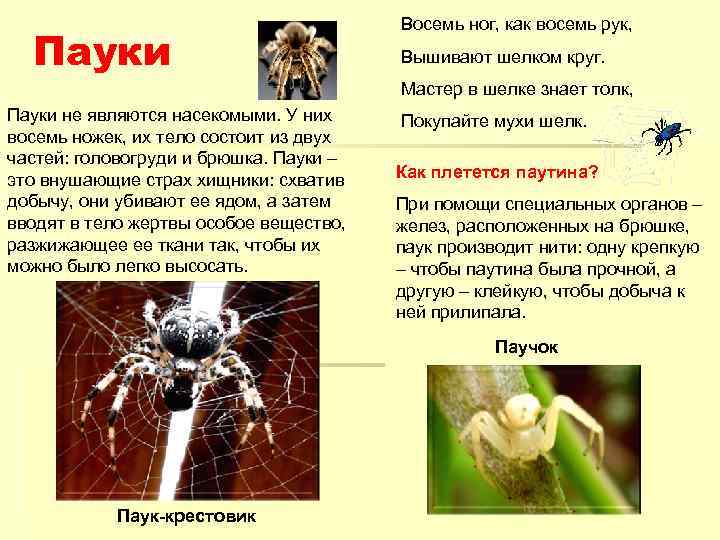 Паук относится к паукообразным. Паукообразные относятся к насекомым. Паук относится к классу насекомых. Паук не относится к насекомым. У паука 8 ног значит паук это.