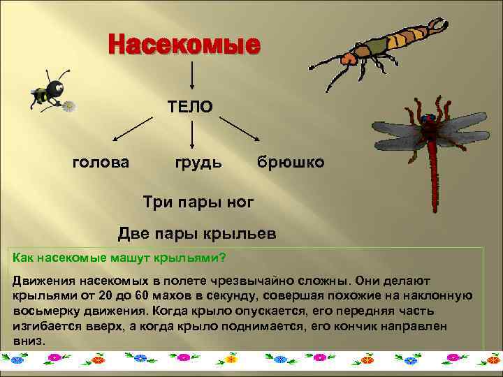 Тело состоит из туловища и ноги. Насекомые голова грудь брюшко. Передвижение насекомых. Способы передвижения насекомых. Класс насекомые передвижение.