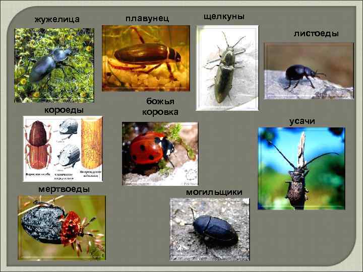 жужелица плавунец щелкуны листоеды короеды мертвоеды божья коровка усачи могильщики 