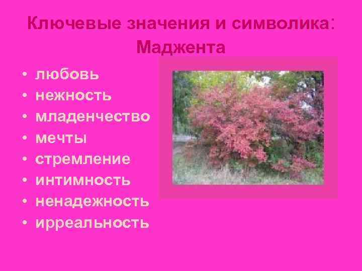 Ключевые значения и символика:  Маджента •  любовь •  нежность • 
