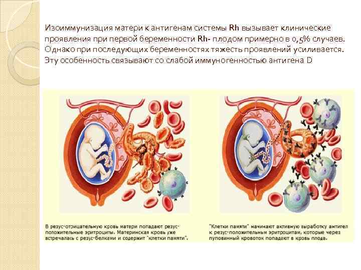 Иммунология репродукции