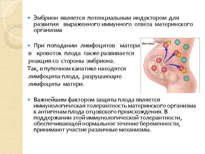 Эмбрион является потенциальным индуктором для развития выраженного иммунного ответа материнского организма Эмбрион является потенциальным индуктором для развития выраженного иммунного ответа материнского организма