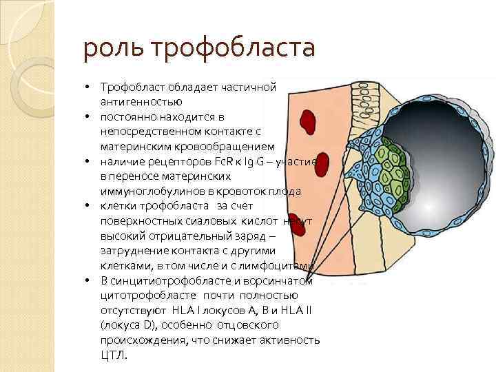 Трофобласт это