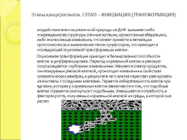 Этапы канцерогенеза. I ЭТАП – ИНИЦИАЦИЯ (ТРАНСФОРМАЦИЯ)  воздействие агентов различной природы на ДНК