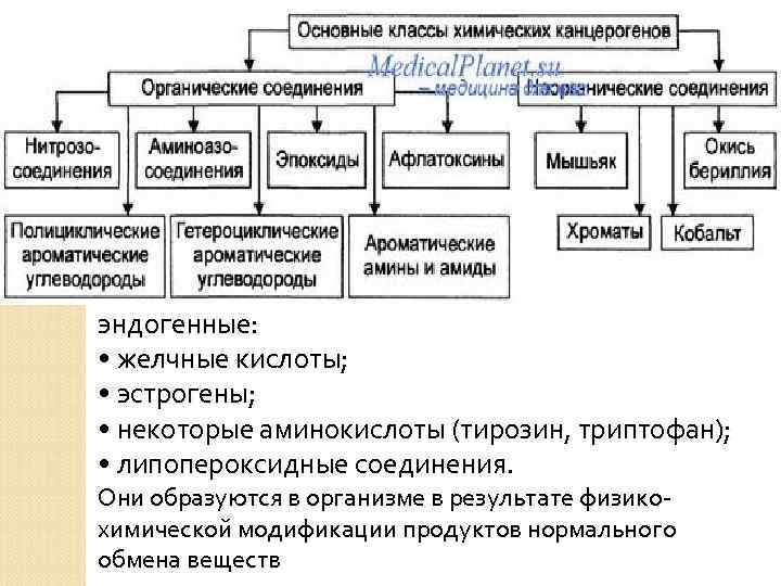 эндогенные:  • желчные кислоты;  • эстрогены;  • некоторые аминокислоты (тирозин, триптофан);