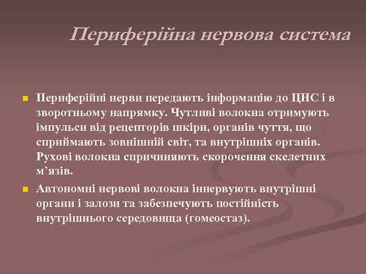    Периферійна нервова система n  Периферійні нерви передають інформацію до ЦНС
