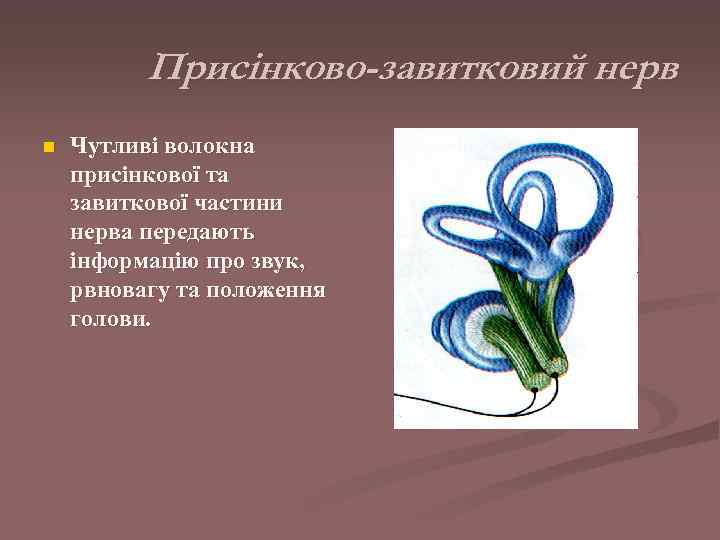    Присінково-завитковий нерв n  Чутливі волокна присінкової та завиткової частини нерва