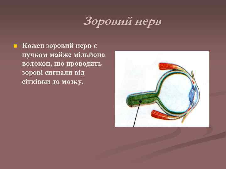    Зоровий нерв n  Кожен зоровий нерв є пучком майже