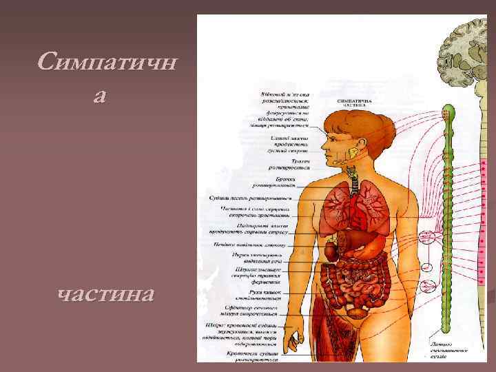 Симпатичн  а частина 