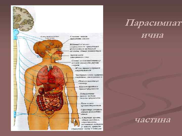 Парасимпат  ична частина 