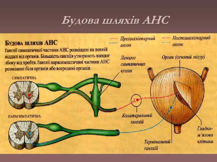 Будова шляхів АНС 