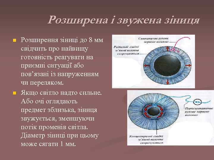   Розширена і звужена зіниця n  Розширення зіниці до 8 мм свідчить