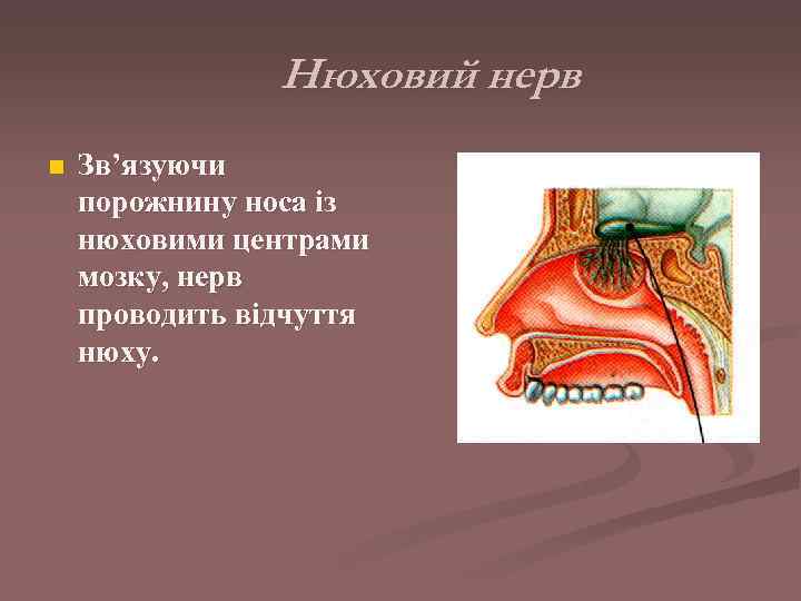     Нюховий нерв n  Зв’язуючи порожнину носа із нюховими центрами
