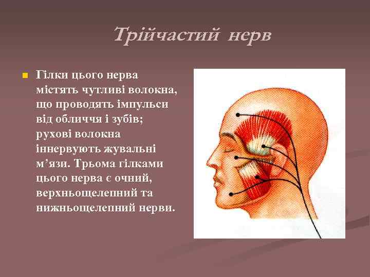     Трійчастий нерв n  Гілки цього нерва містять чутливі волокна,