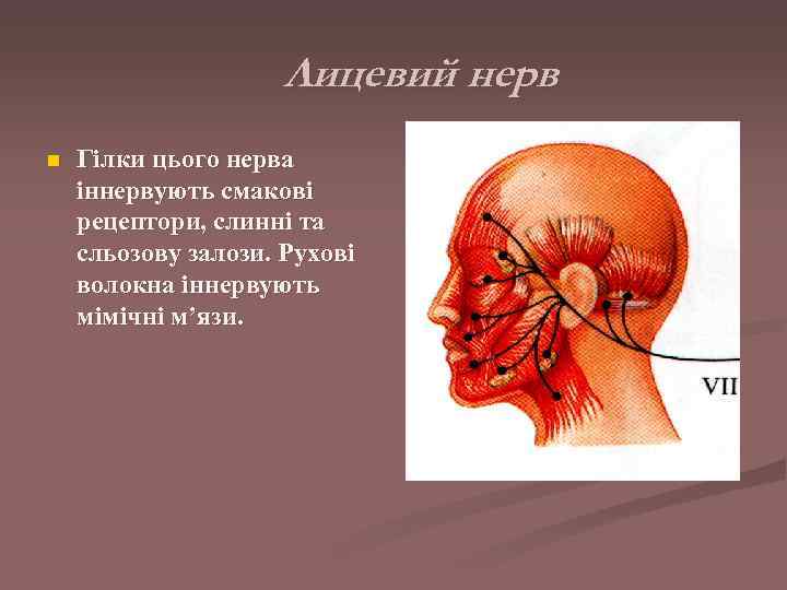      Лицевий нерв n  Гілки цього нерва іннервують смакові