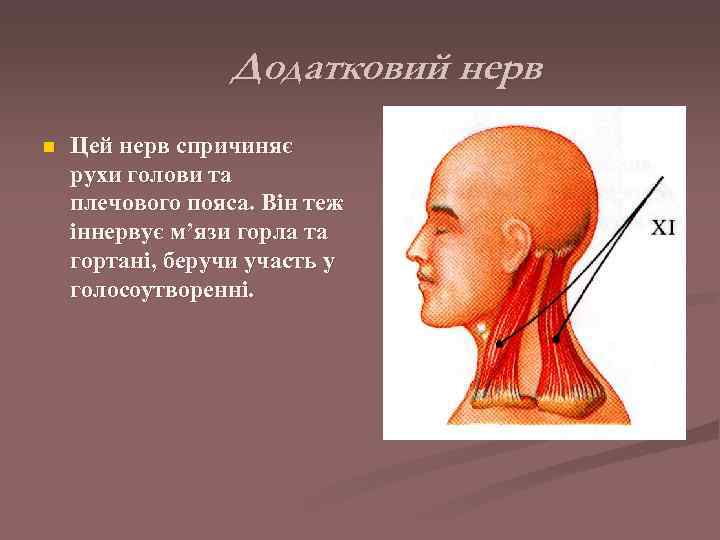    Додатковий нерв n  Цей нерв спричиняє рухи голови та плечового