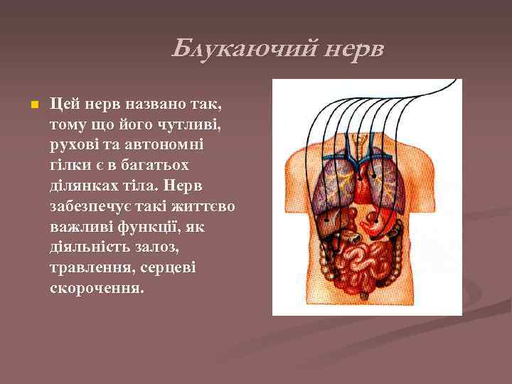    Блукаючий нерв n  Цей нерв названо так, тому що його