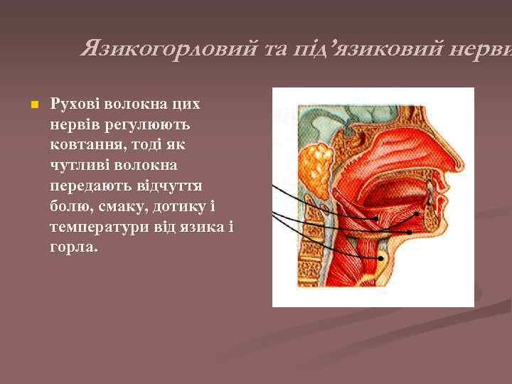   Язикогорловий та під’язиковий нерви n  Рухові волокна цих нервів регулюють ковтання,