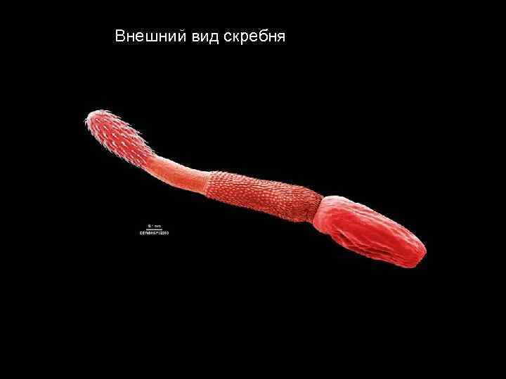 Внешний вид скребня 