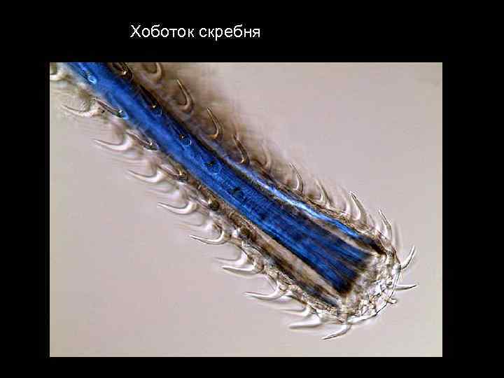 Хоботок скребня 