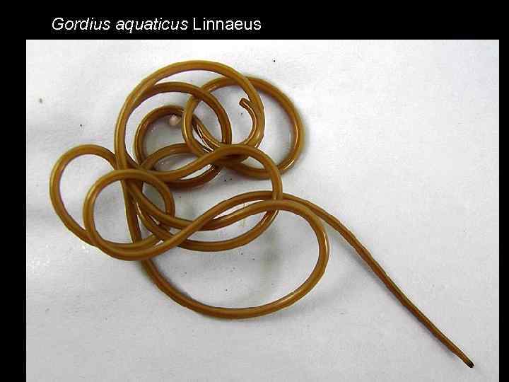Gordius aquaticus Linnaeus 