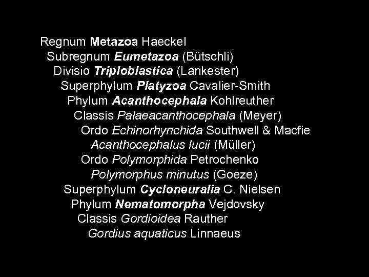 Regnum Metazoa Haeckel  Subregnum Eumetazoa (Bütschli) Divisio Triploblastica (Lankester)  Superphylum Platyzoa Cavalier-Smith