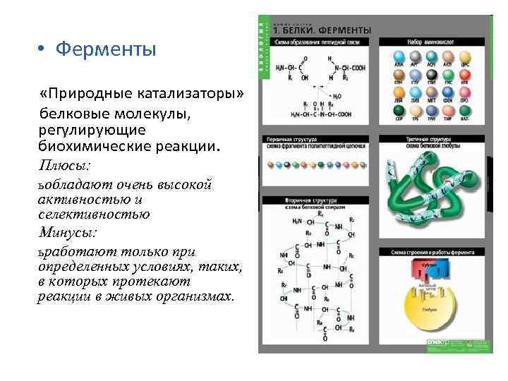 Белки катализаторы химических реакций. Химическая кинетика биохимия. Активная молекула в химической кинетике. Кинетика биохимических реакций в открытых системах. Физико-химические основы кинетики и биохимических реакций.