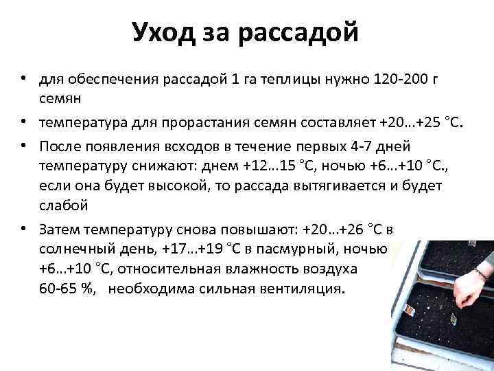    Уход за рассадой • для обеспечения рассадой 1 га теплицы нужно
