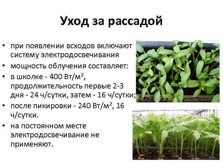     Уход за рассадой • при появлении всходов включают  систему