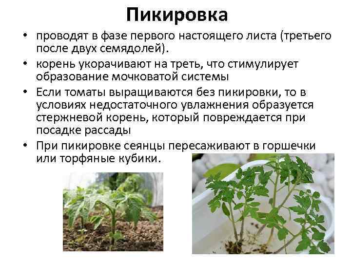    Пикировка • проводят в фазе первого настоящего листа (третьего  после