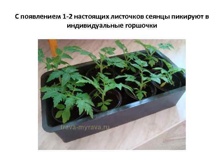 С появлением 1 -2 настоящих листочков сеянцы пикируют в    индивидуальные горшочки