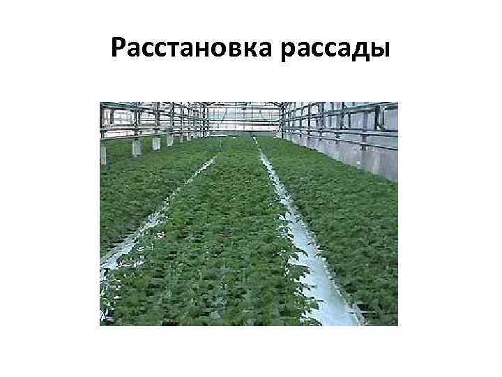 Расстановка рассады 