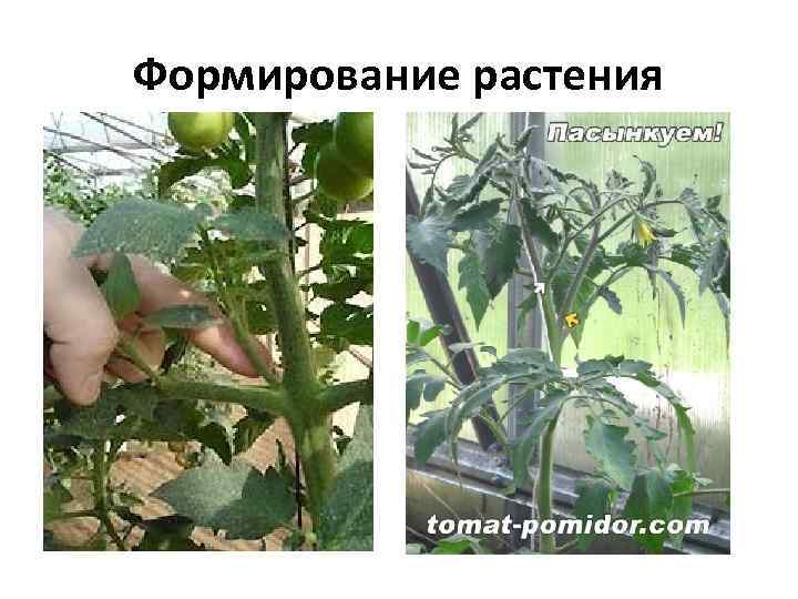 Формирование растения 