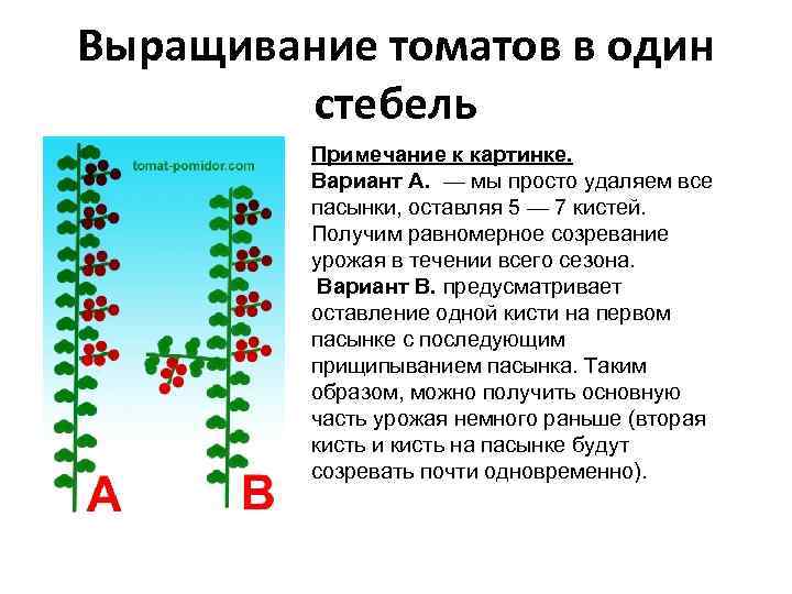 Выращивание томатов в один   стебель   Примечание к картинке.  Вариант