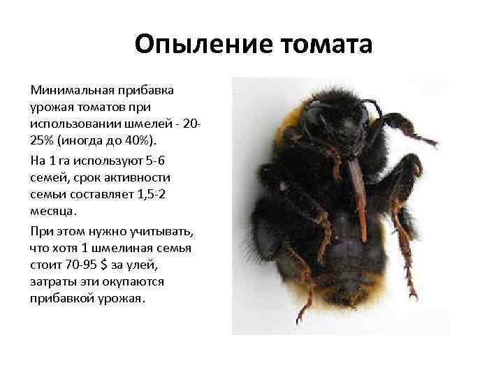     Опыление томата Минимальная прибавка урожая томатов при использовании шмелей -