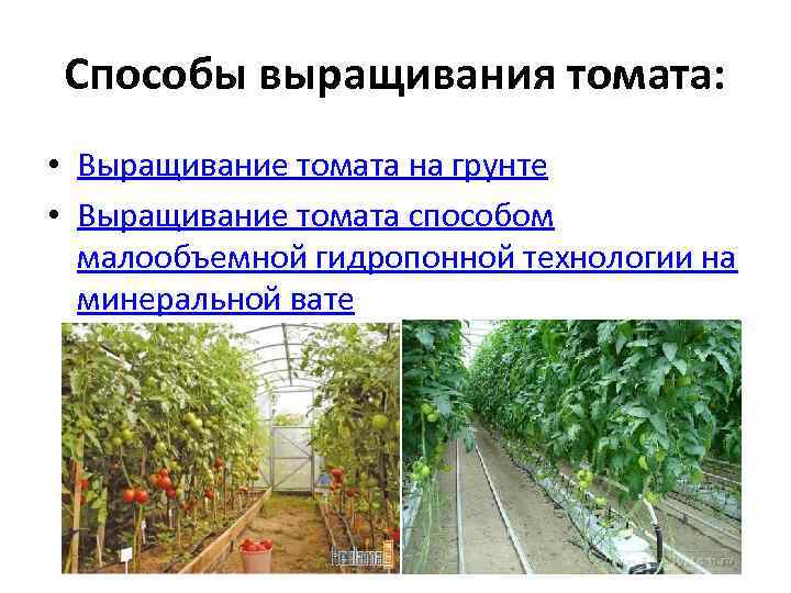 Способы выращивания томата:  • Выращивание томата на грунте • Выращивание томата способом 