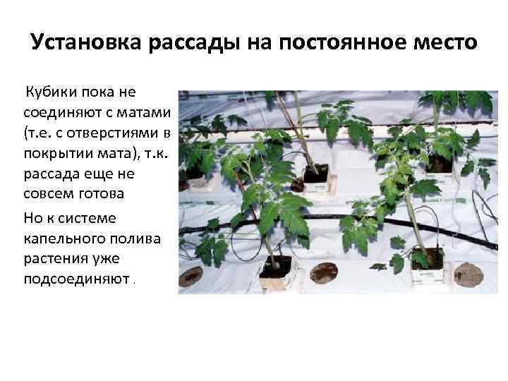  Установка рассады на постоянное место Кубики пока не соединяют с матами (т. е.