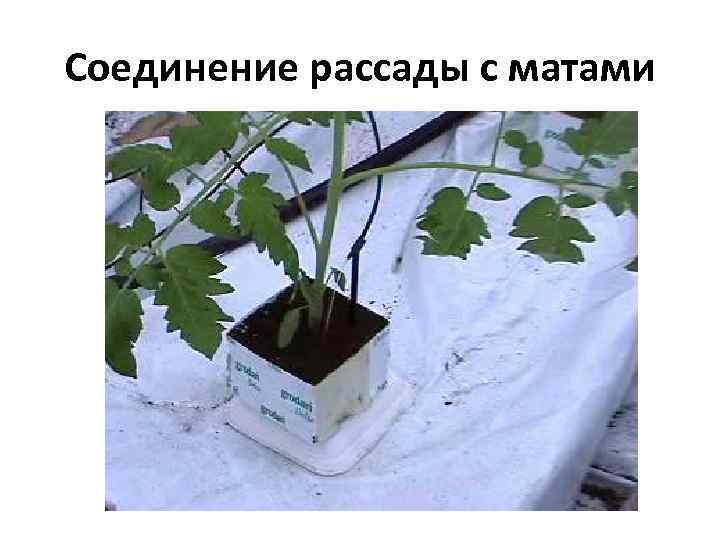 Соединение рассады с матами 