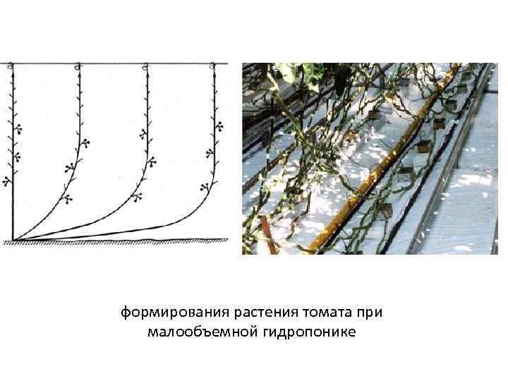 формирования растения томата при  малообъемной гидропонике 