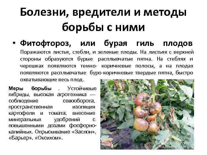   Болезни, вредители и методы  борьбы с ними  • Фитофтороз, или