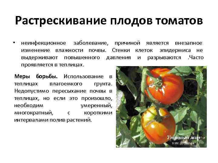Растрескивание плодов томатов • неинфекционное заболевание, причиной является внезапное  изменение влажности почвы. Стенки
