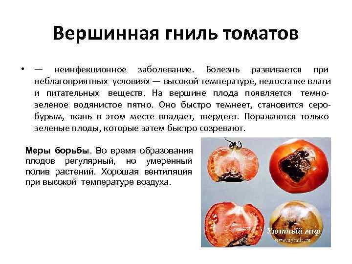  Вершинная гниль томатов • — неинфекционное заболевание. Болезнь развивается при  неблагоприятных условиях