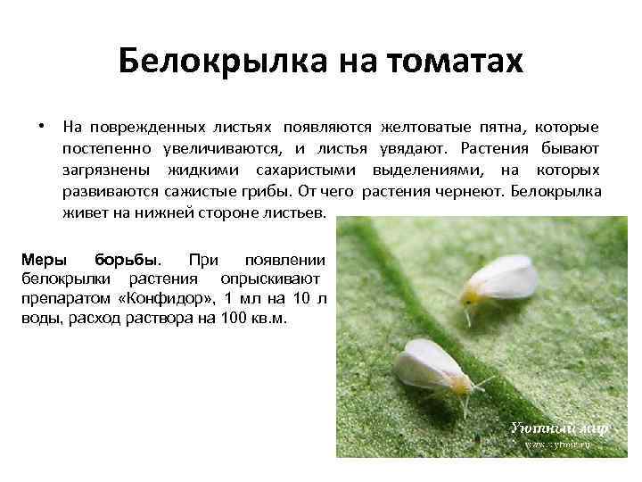   Белокрылка на томатах  • На поврежденных листьях появляются желтоватые пятна, которые