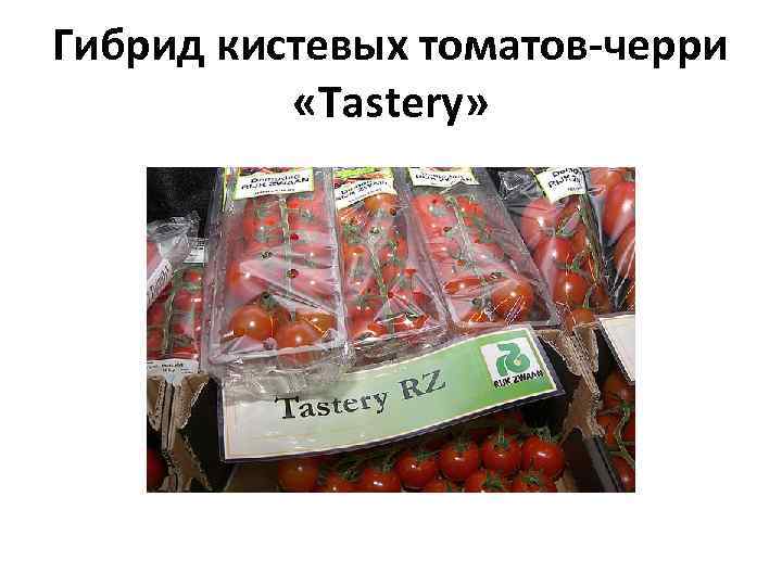 Гибрид кистевых томатов-черри  «Tastery» 