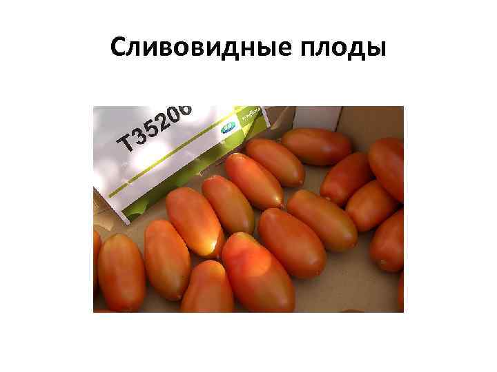 Сливовидные плоды 