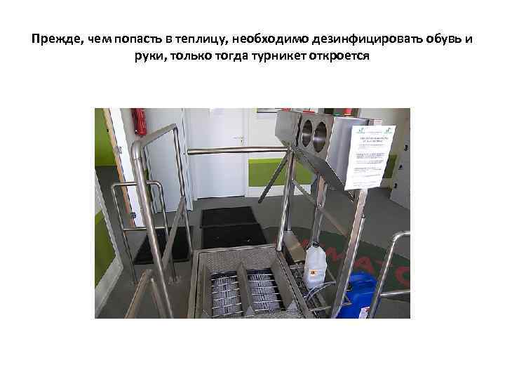 Прежде, чем попасть в теплицу, необходимо дезинфицировать обувь и    руки, только